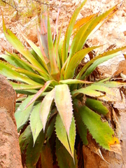 Agave maximiliana