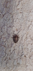 Discocephalinae