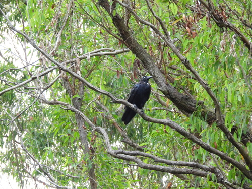 Torresian Crow (Corvus orru), photo 2