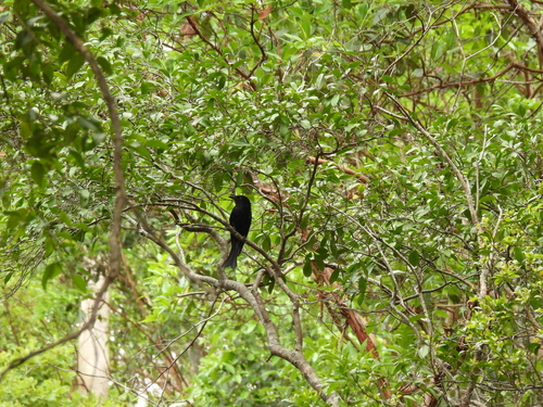 Spangled Drongo (Dicrurus bracteatus), photo 3