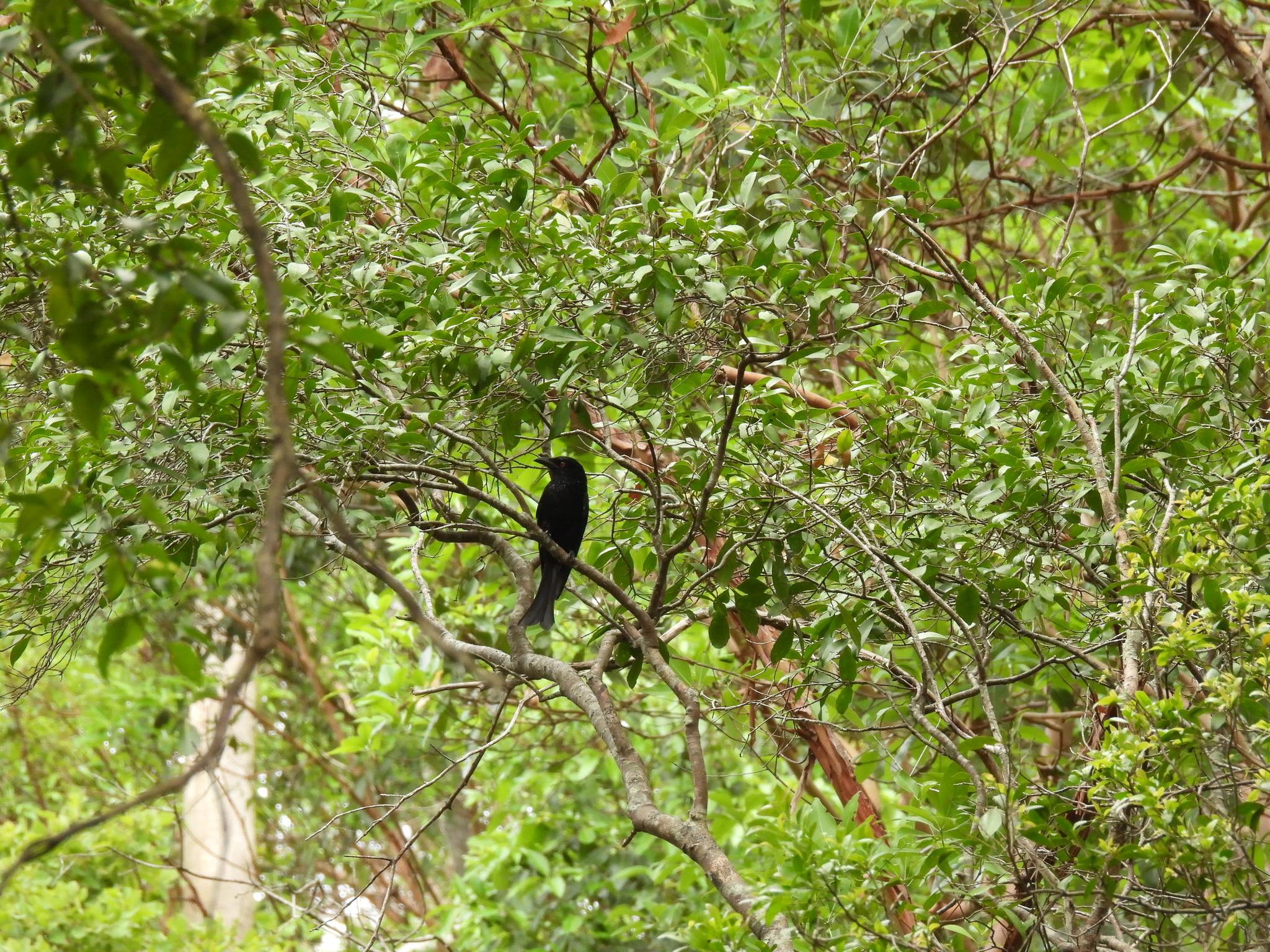 Spangled Drongo (Dicrurus bracteatus), photo 3