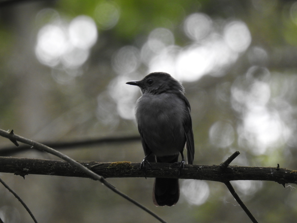 Gray Catbird from Monroe County, NY, USA on September 22, 2018 at 03:08 ...