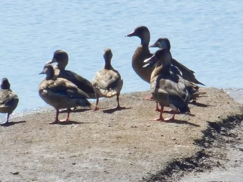 Brazilian Teal (Amazonetta brasiliensis), photo 5