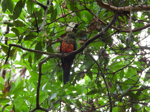 Australian King Parrot (Alisterus scapularis), photo 4