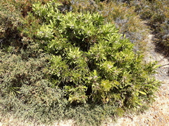 Isopogon