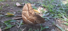 Eryphanis automedon