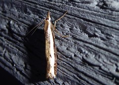 Orocrambus flexuosellus