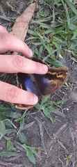 Eryphanis automedon