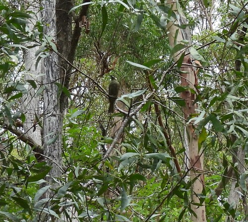 Lewin's Honeyeater (Meliphaga lewinii), photo 6