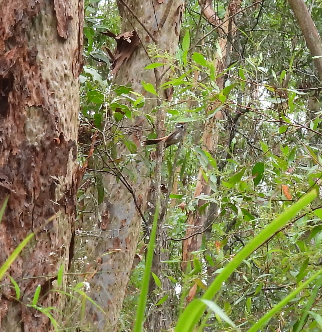 Australian Rufous Fantail (Rhipidura rufifrons), photo 8