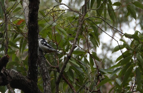 Varied Triller (Lalage leucomela)