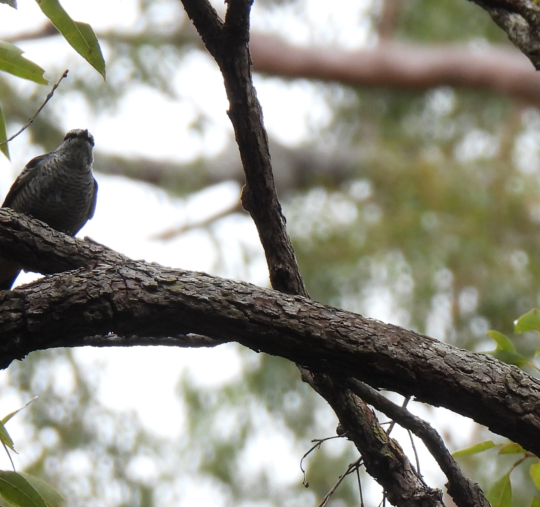 Varied Triller (Lalage leucomela), photo 3