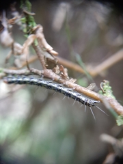 Uresiphita maorialis