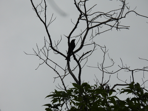 Spangled Drongo (Dicrurus bracteatus), photo 2