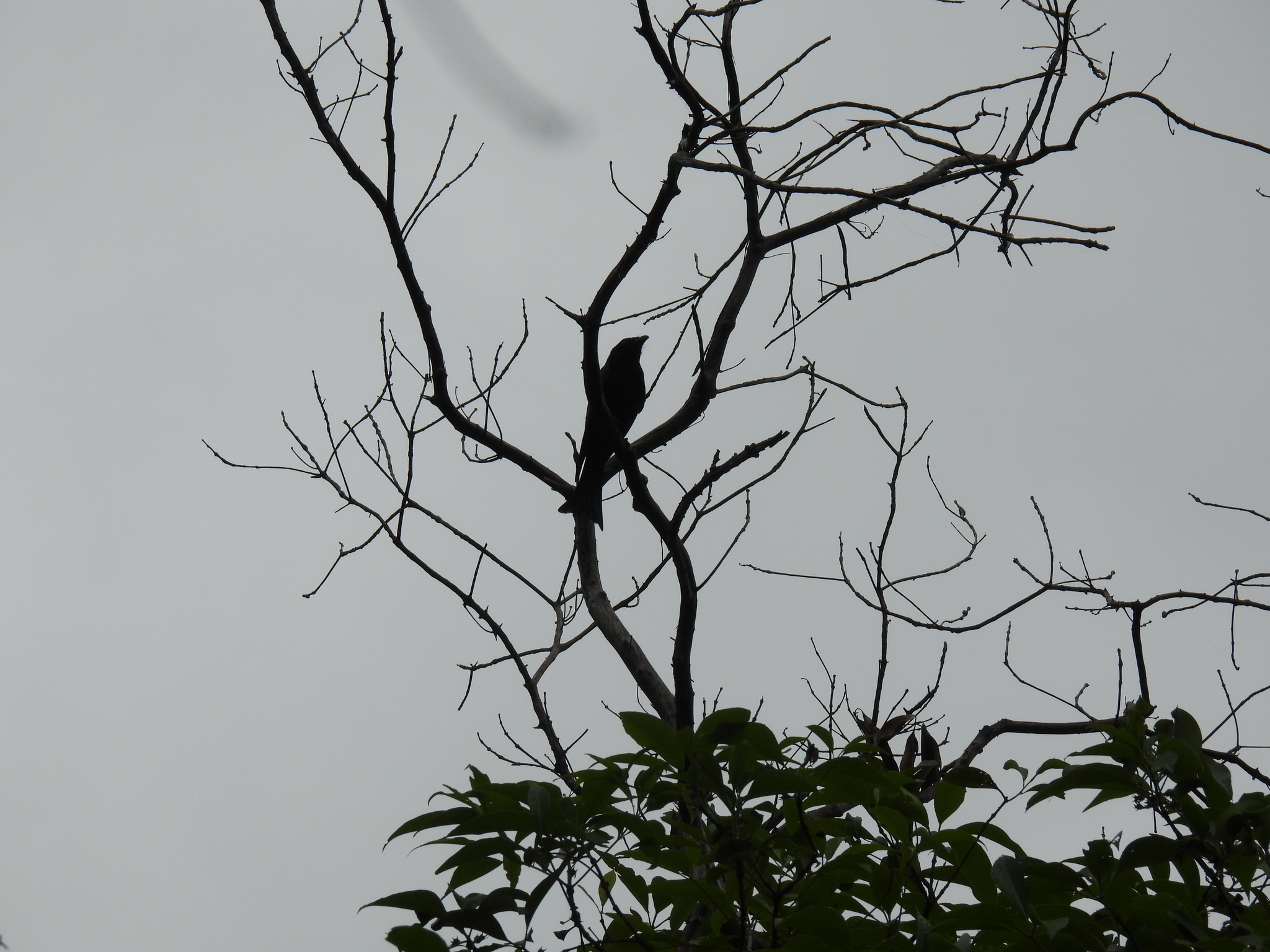 Spangled Drongo (Dicrurus bracteatus), photo 2