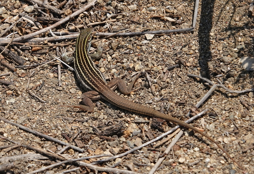 iNaturalist observation photo of Sonoran Spotted Whiptail