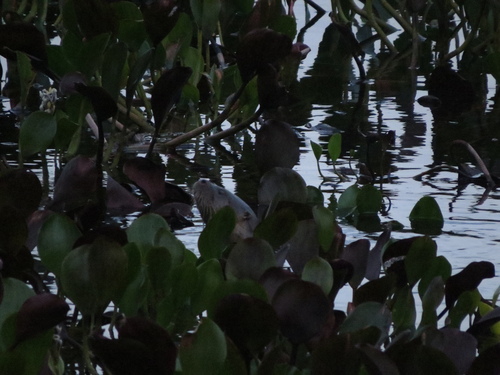 Central Neotropical River Otter