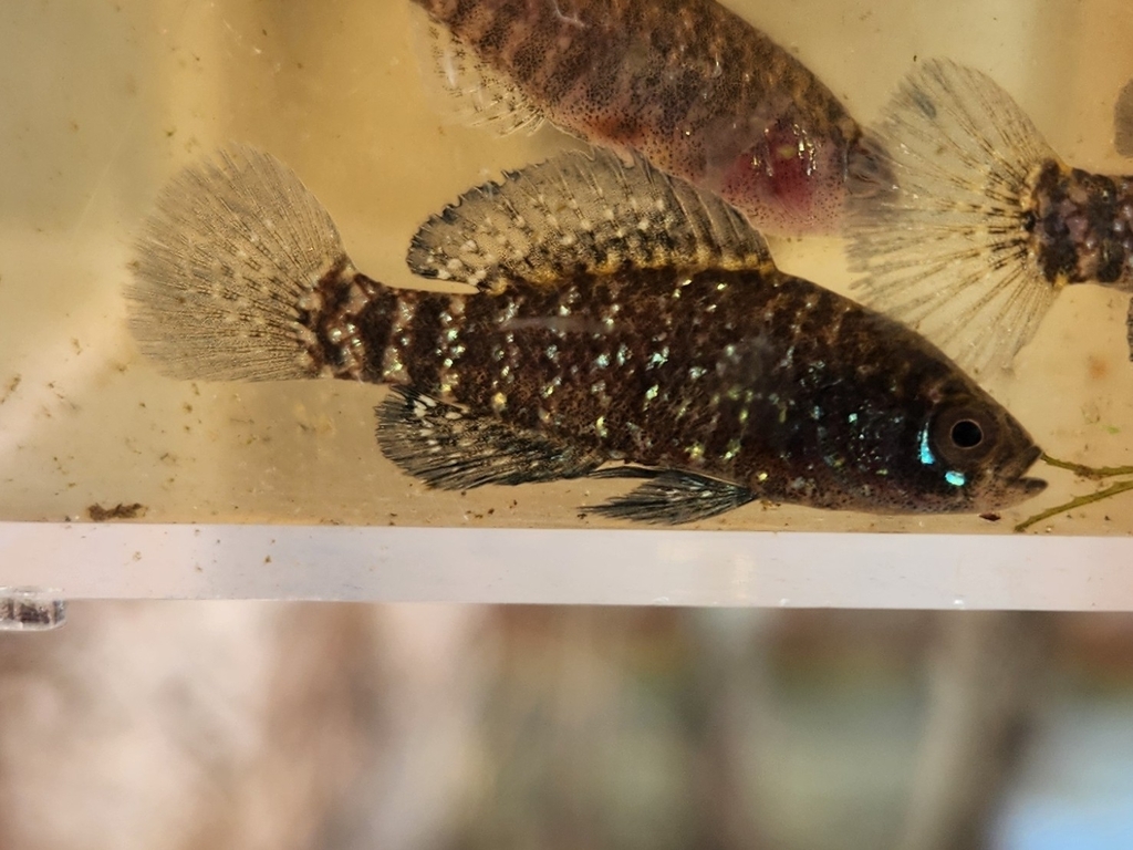 Bluebarred Pygmy Sunfish