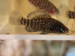 Bluebarred Pygmy Sunfish photo 1