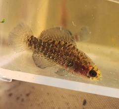 Bluebarred Pygmy Sunfish photo 2