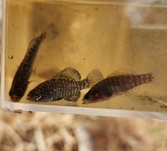 Bluebarred Pygmy Sunfish photo 5