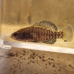 Bluebarred Pygmy Sunfish photo 3