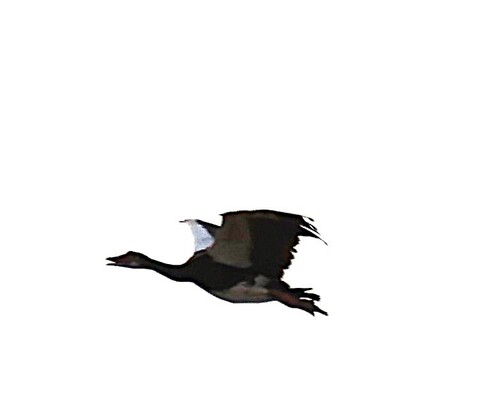 iNaturalist: (c) Steve Mayo, some rights reserved (CC BY-NC), uploaded by Steve Mayo iNaturalist image