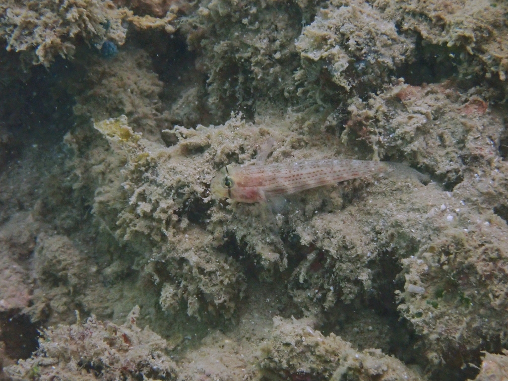 Bridled goby (Gnatholepis cauerensis) — Gobiidae