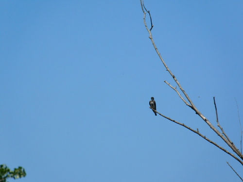 Brown-chested Martin (Progne tapera), photo 7