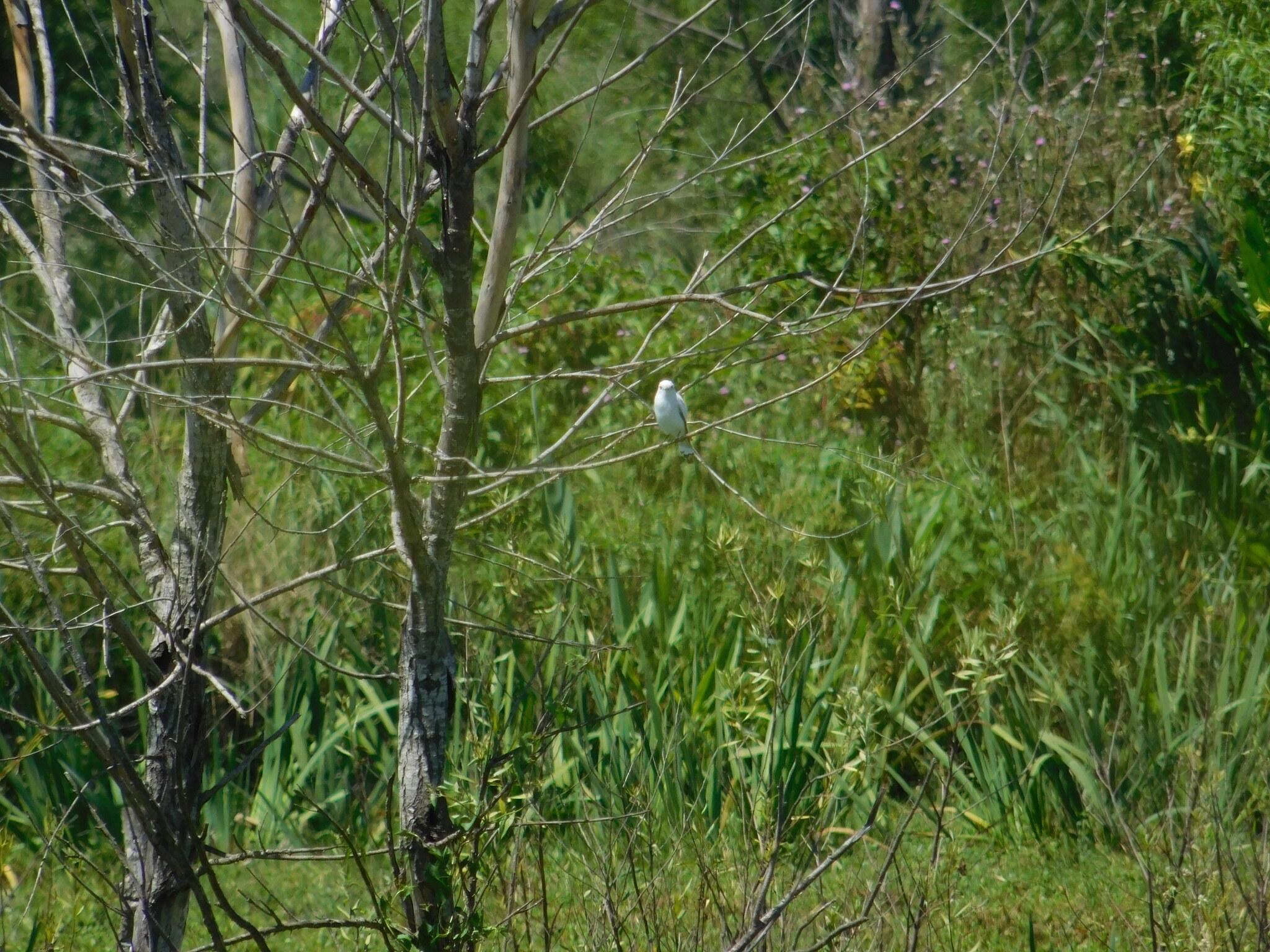 White Monjita (Xolmis irupero), photo 1