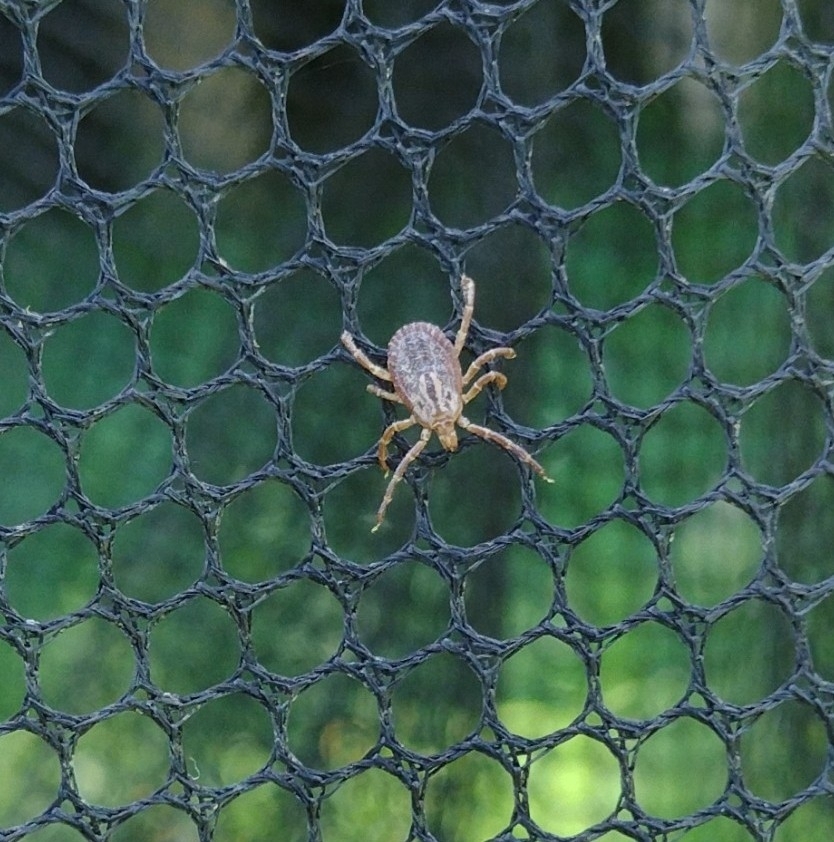 Amblyomma triste Koch, 1844