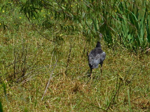 Southern Screamer (Chauna torquata), photo 4
