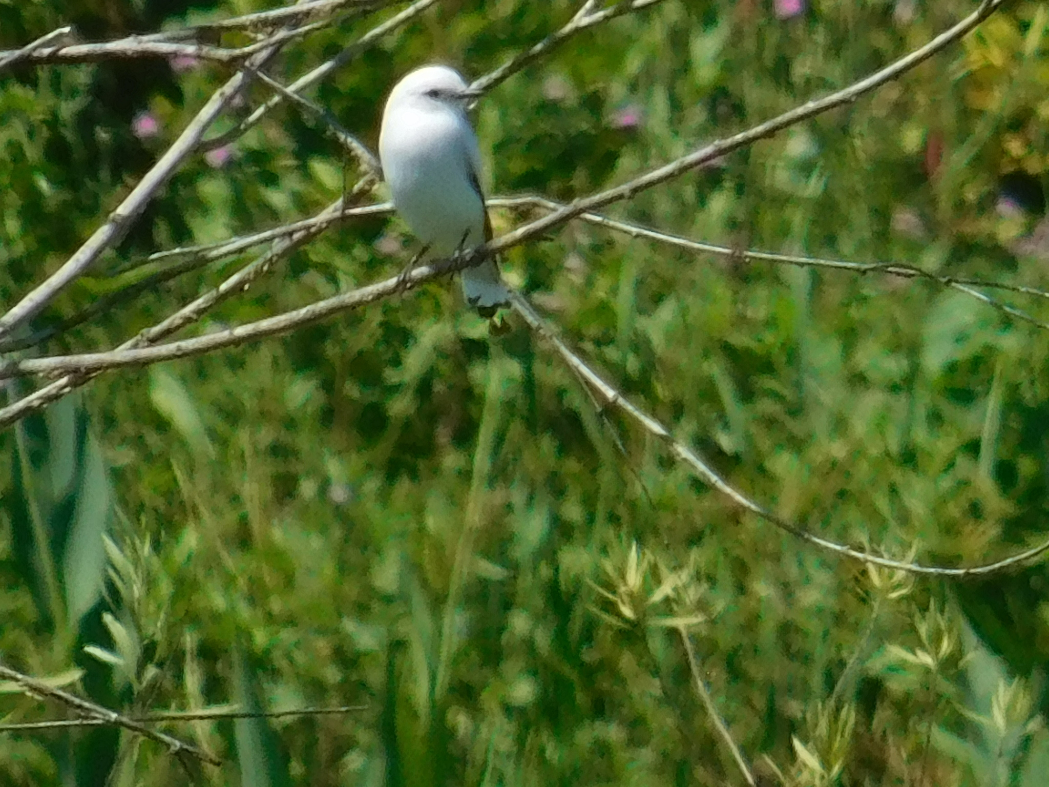 White Monjita (Xolmis irupero), photo 2