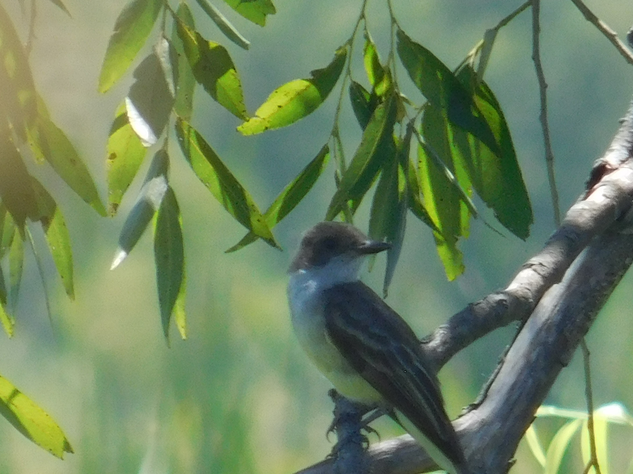 Swainson's Flycatcher (Myiarchus swainsoni), photo 4