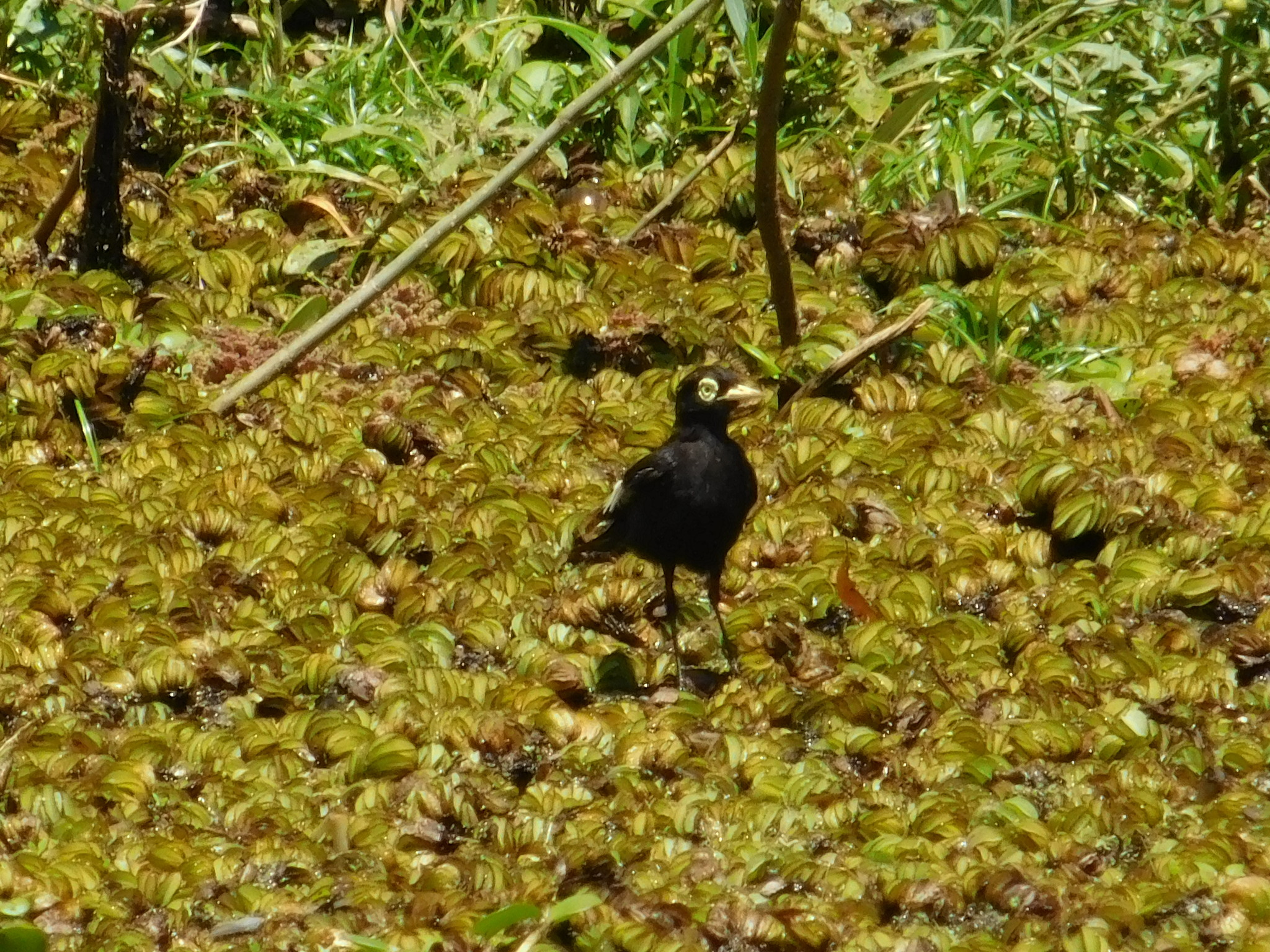 Spectacled Tyrant (Hymenops perspicillatus), photo 2