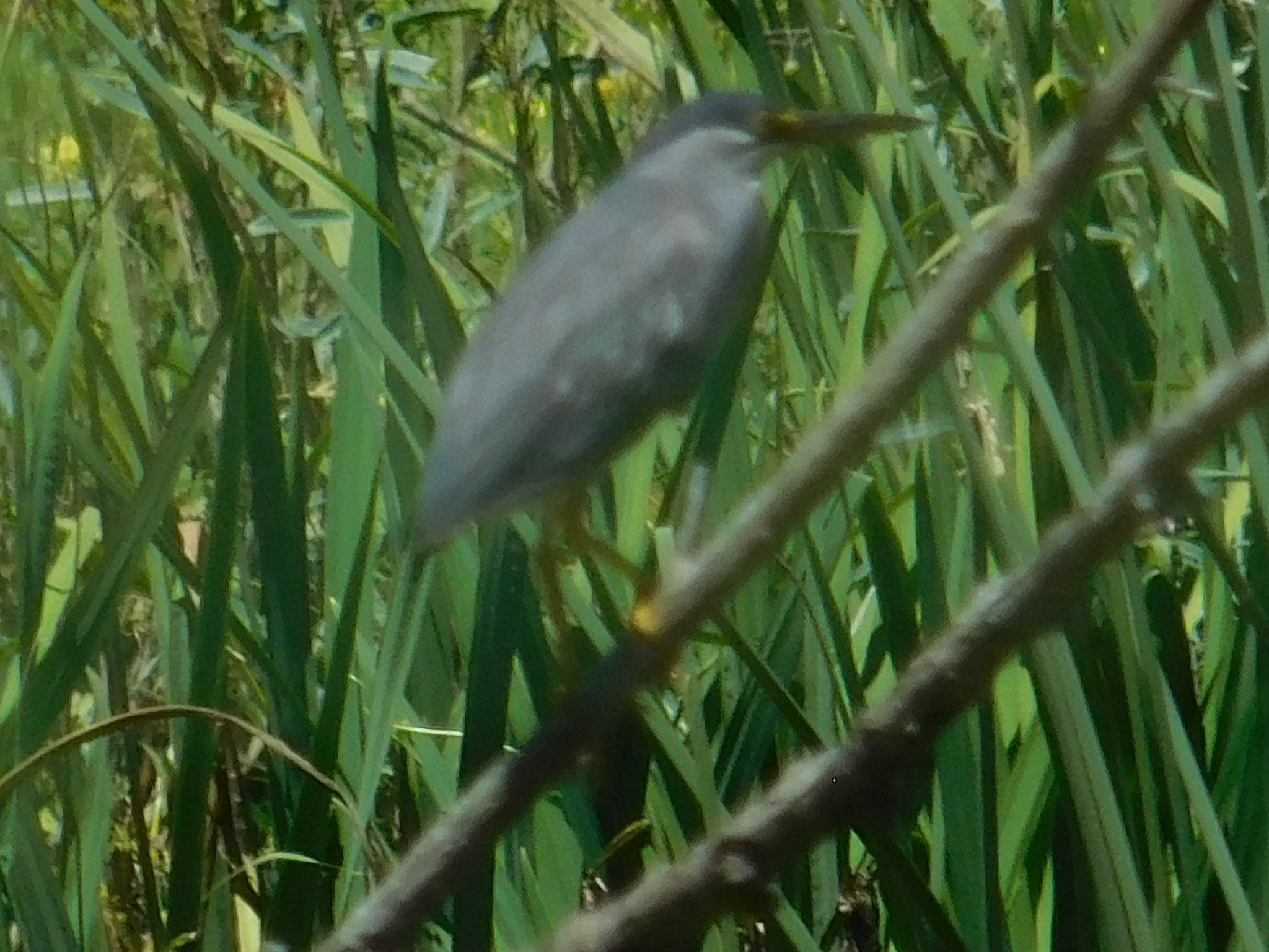 Striated Heron (Butorides striata), photo 10