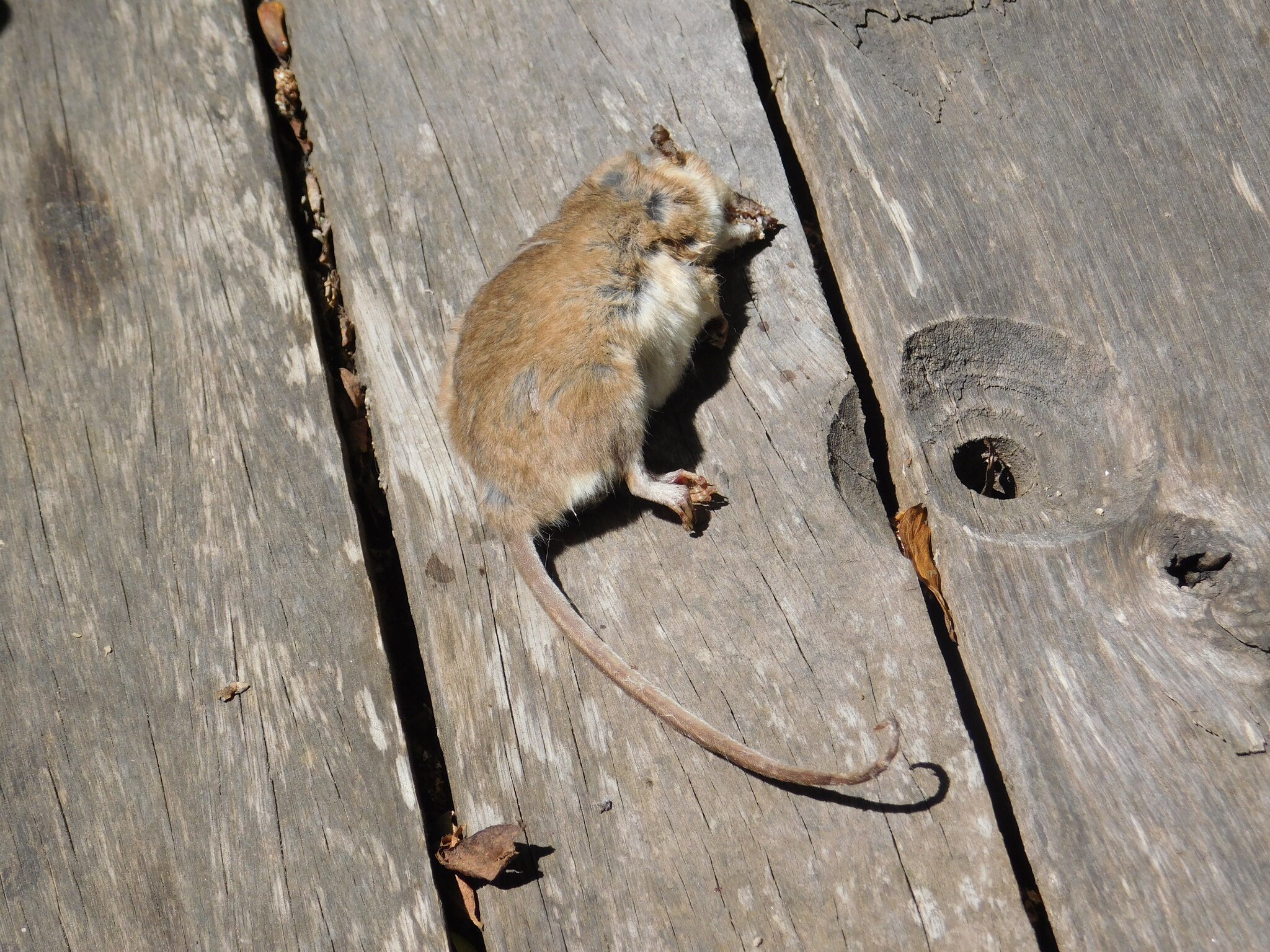 Mesopotamian Fat-Tailed Opossum photo 2