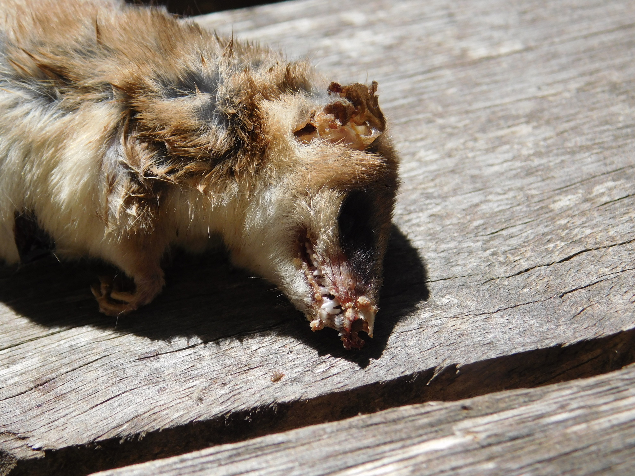 Mesopotamian Fat-Tailed Opossum photo 3