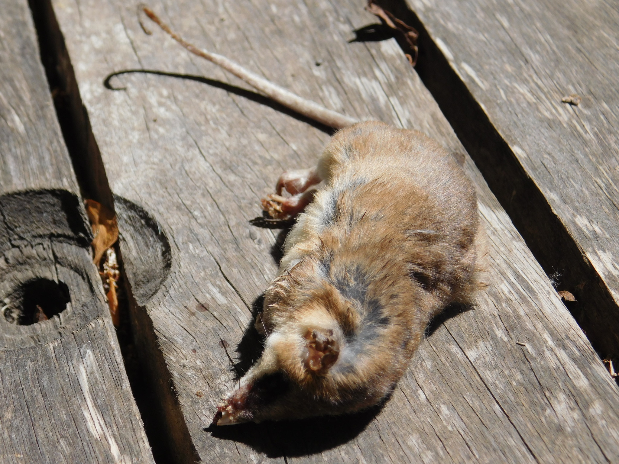 Mesopotamian Fat-Tailed Opossum photo 4