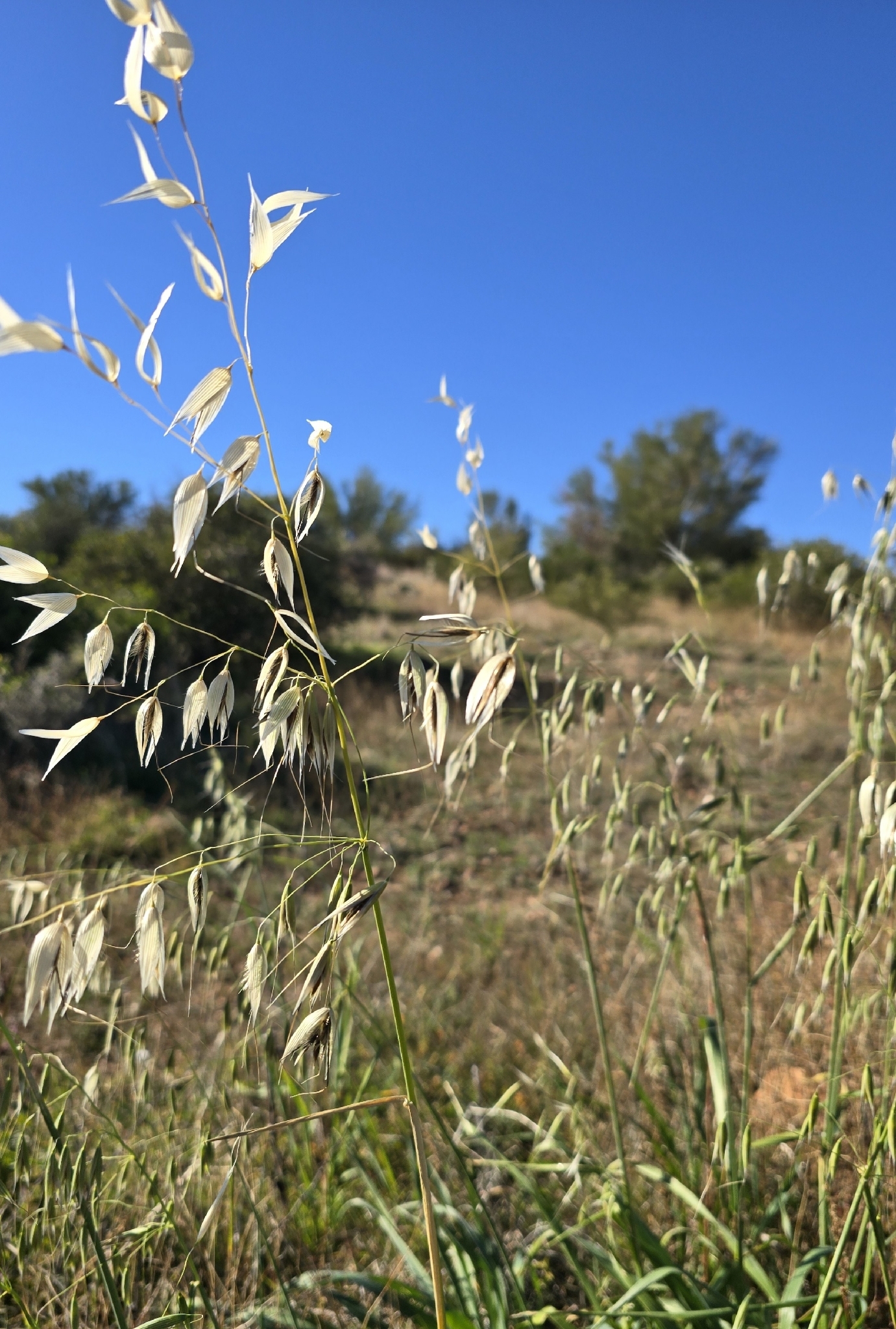 Wild oat