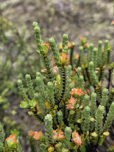 Pimelea traversii, photograph 5