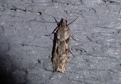 Scoparia halopis