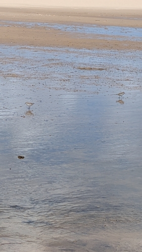 White-rumped Sandpiper (Calidris fuscicollis), photo 7