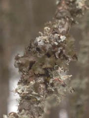 Tuckermanopsis chlorophylla