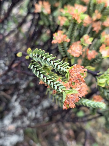 Pimelea traversii, photograph 6