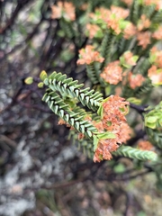 Pimelea traversii, photograph author not stated, no rights reserved