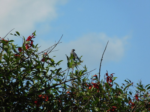 Sayaca Tanager (Thraupis sayaca), photo 7