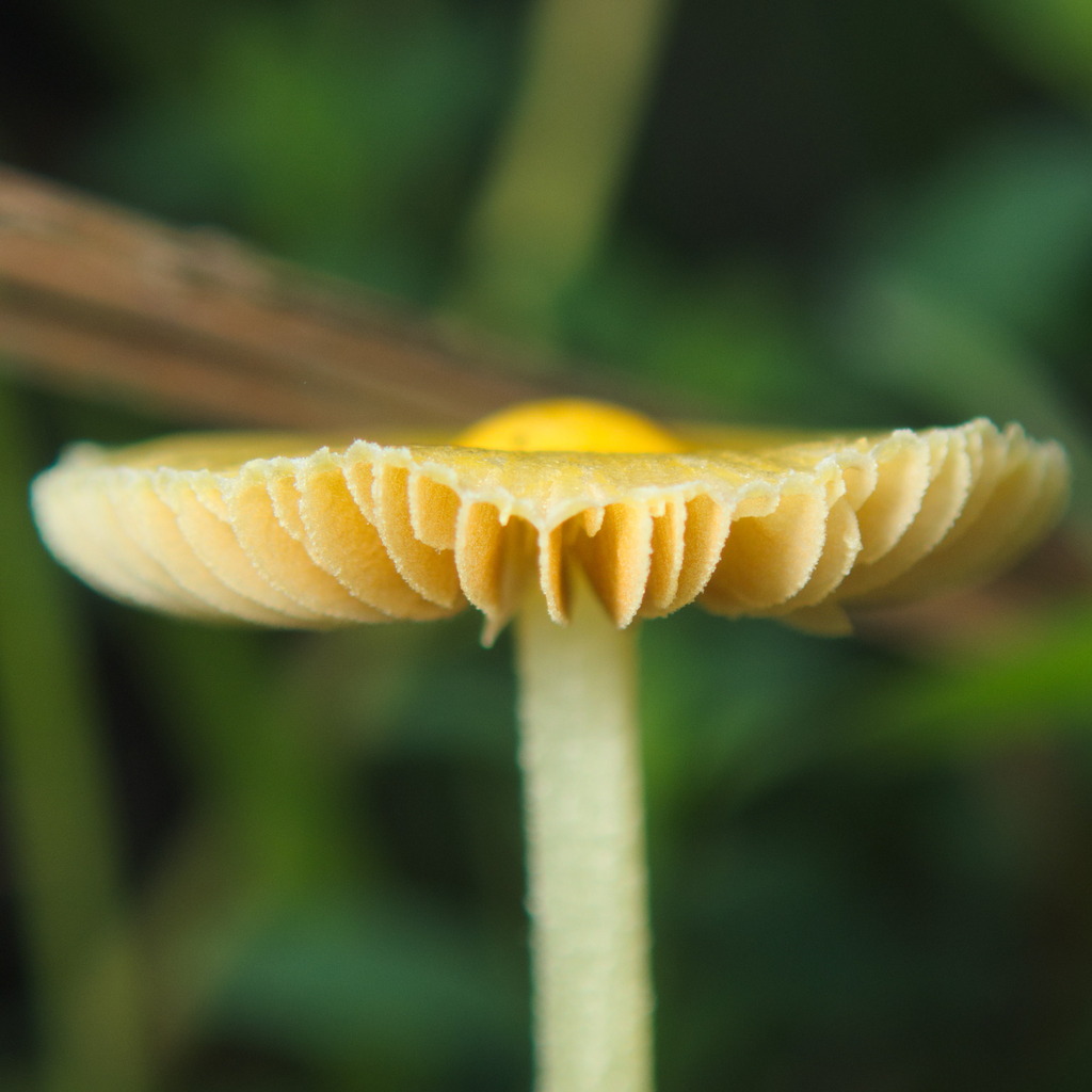 Bolbitius titubans · January 2026 · photo: © tyno (iNaturalist, cc-by)
