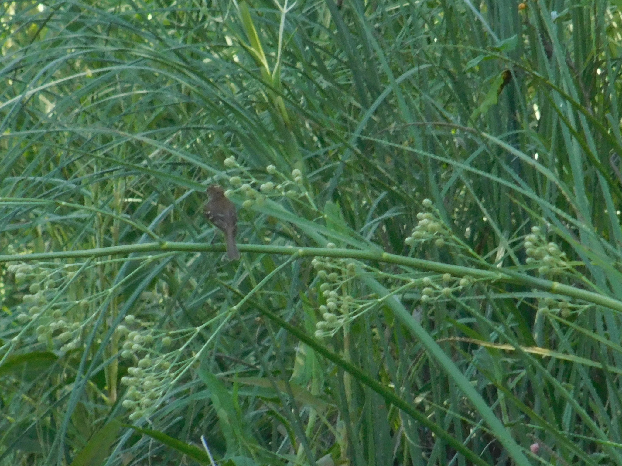 Bran-colored Flycatcher (Myiophobus fasciatus), photo 1