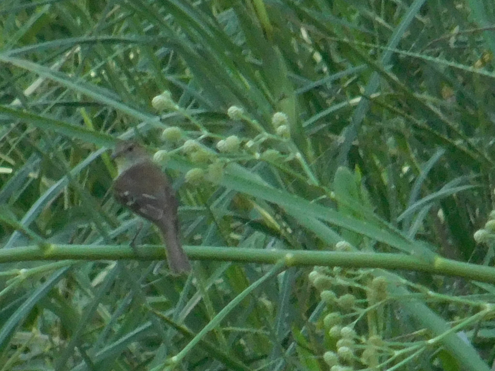 Bran-colored Flycatcher (Myiophobus fasciatus), photo 2